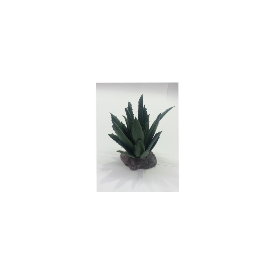 CACTUS SIERRA MADRE 12cm. - Imagen 1